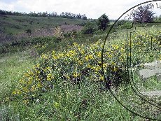 Майкараган волжский 001